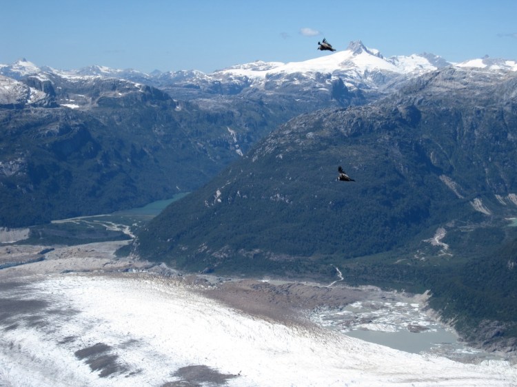 Cordes - condors 0521